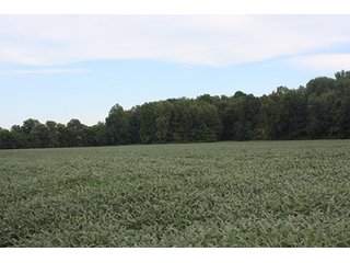 Property photo 9 - REAL ESATE AUCTION-128.4+/- ACRES OFFERED IN 6 TRACTS IN SPENCER COUNTY